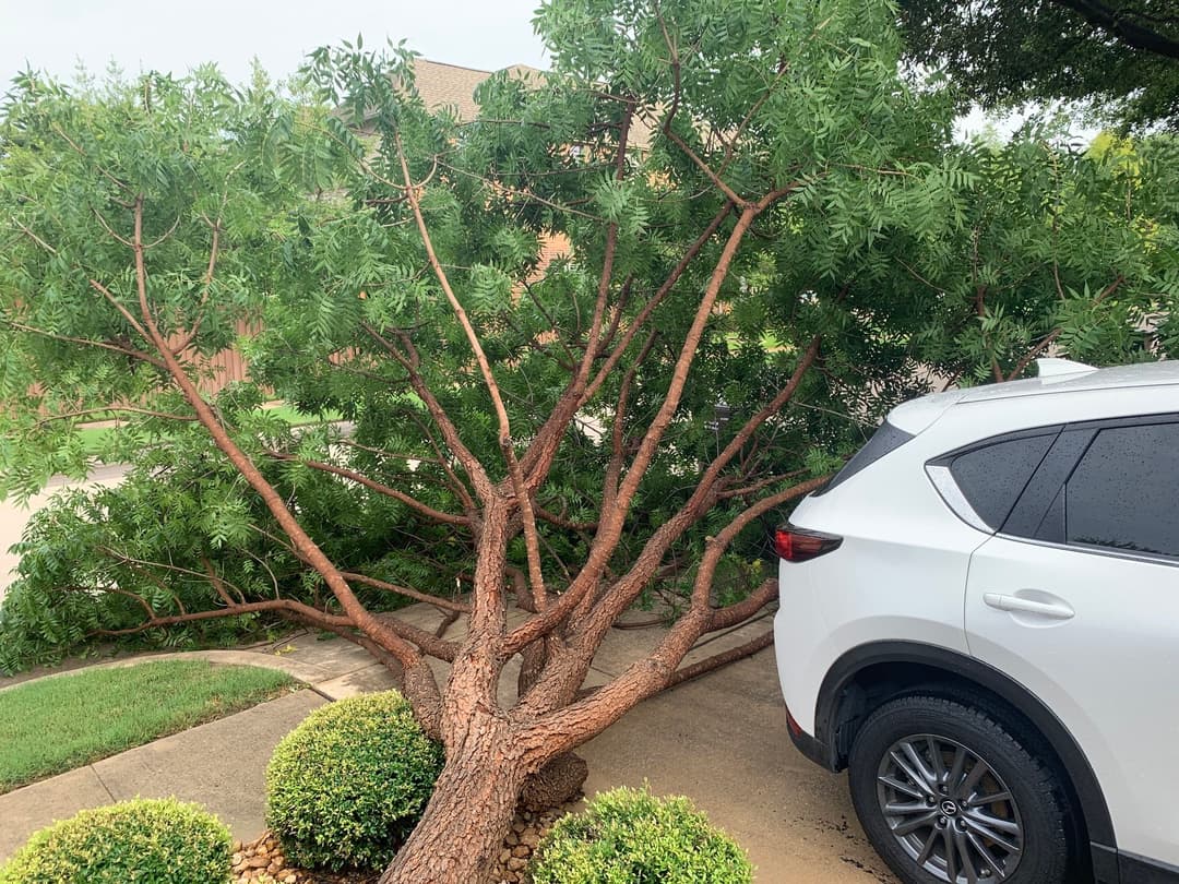 Fallen tree branches next to a parked white SUV, blocking the driveway.